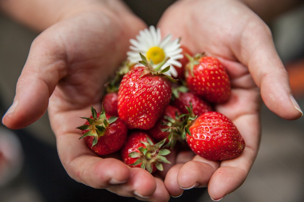 Share a handful of strawberries in the garden