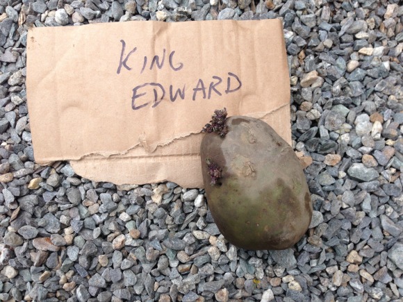 King Edward seed potatoes, an old-fashioned and much loved tater