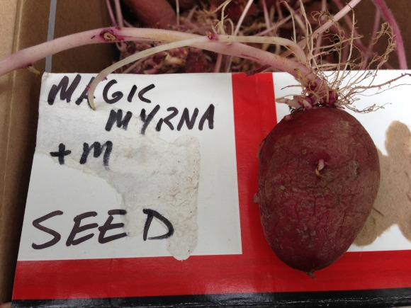 Magic Myrna seed potato, somewhat like a sweet potato