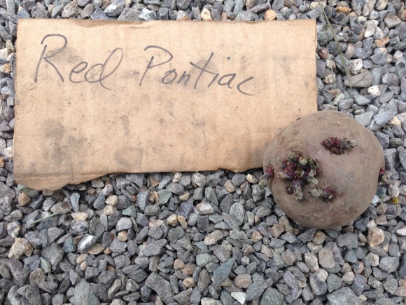 An all-purpose red, the Red Pontiac seed potato